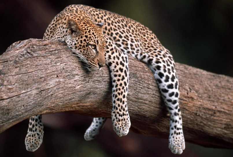 leopardo durmiendo en lo alto de un arbol