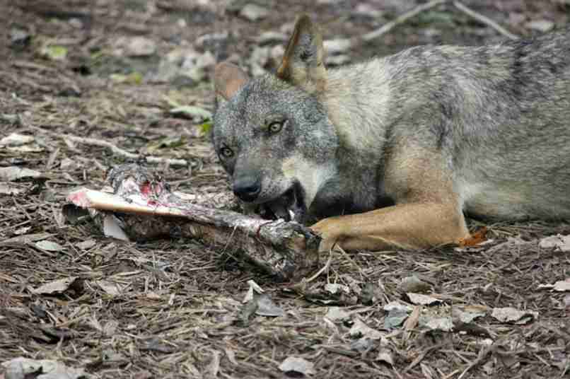 lobo iberico comiendo restos de hueso