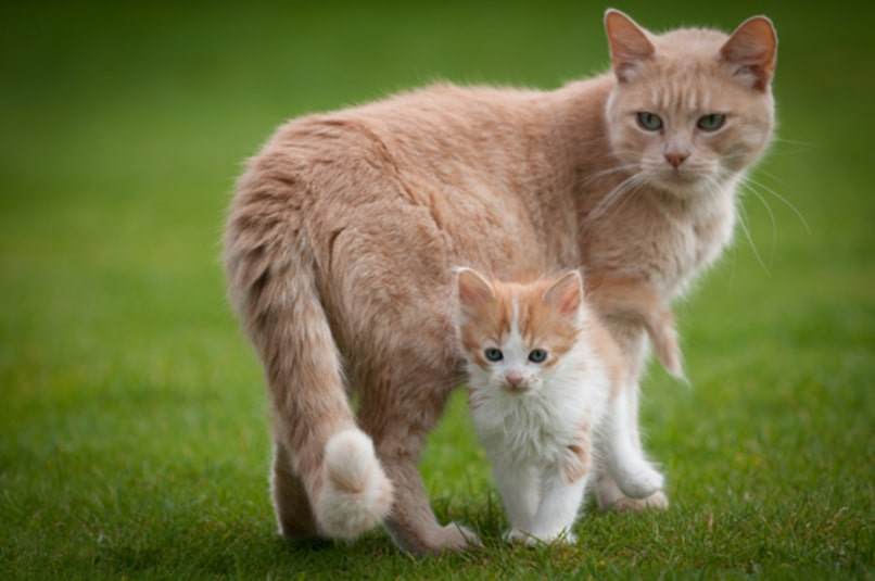 gatito con mama