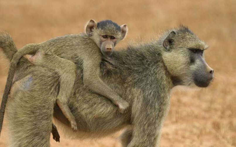 madre primate con su cria