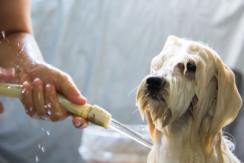 la perra se puede banar con agua tibia 