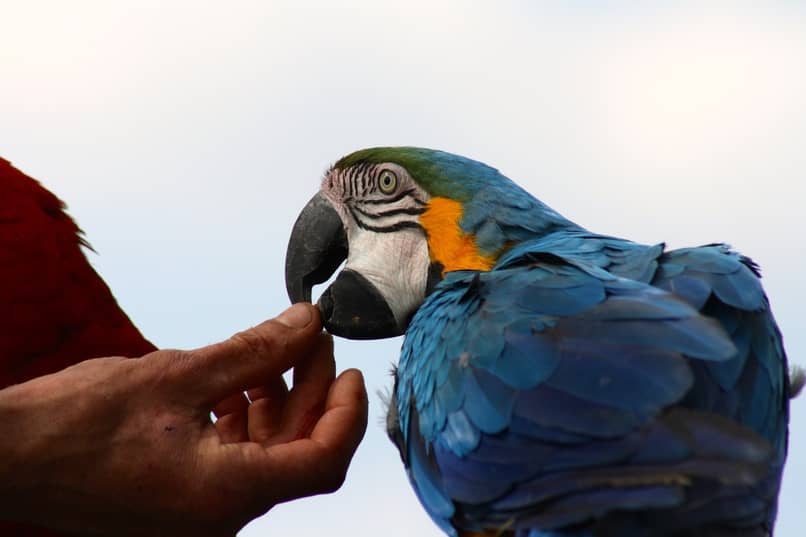 las aves tienen comportamientos erraticos cuando se enferma