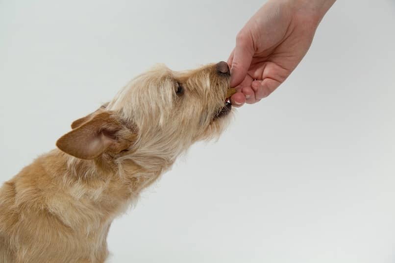 intoxicacion por exceso de azucar en perros