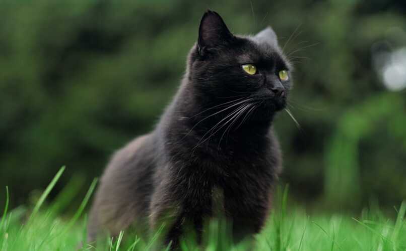 gato negro mascota