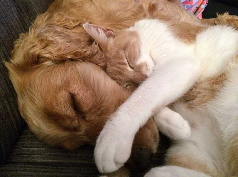 duermen juntos las mascotas