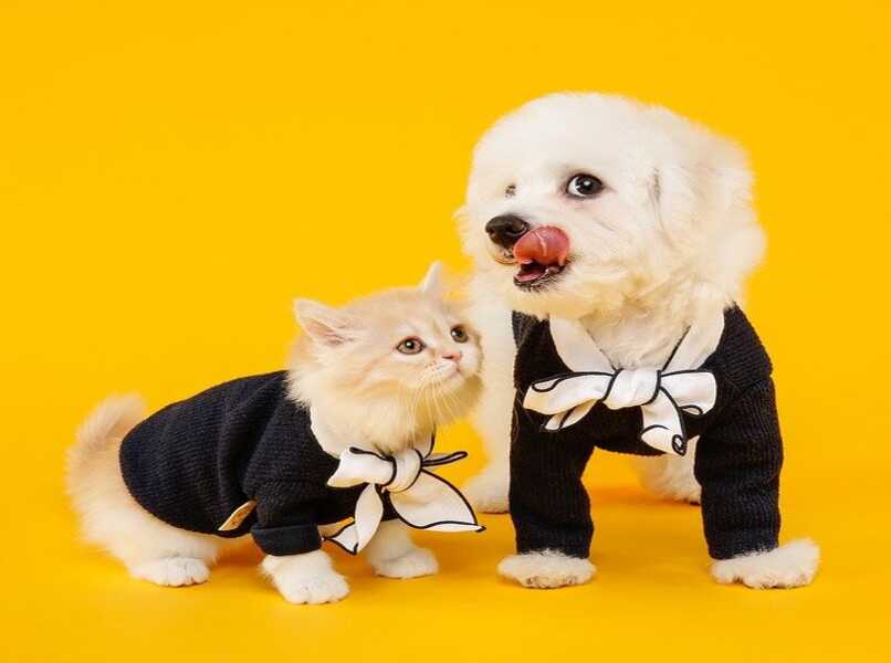 perro y gato vestidos juegan entre ellos