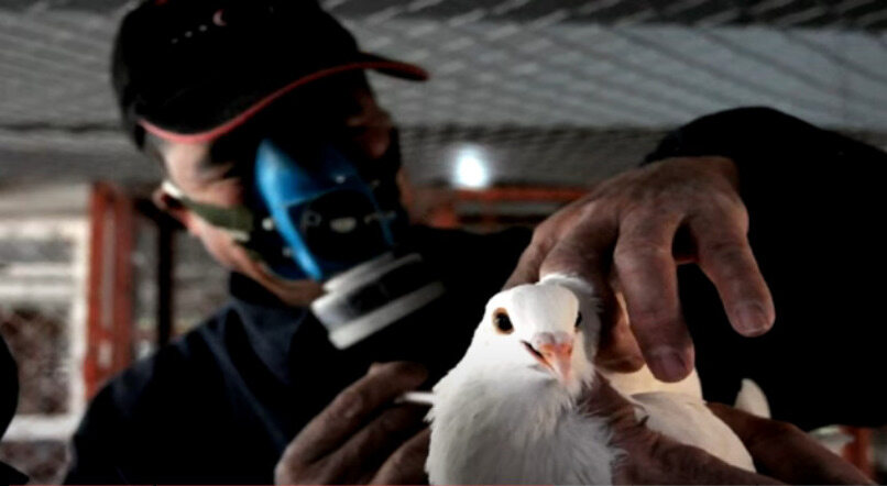 cuidados para la salud de las palomas