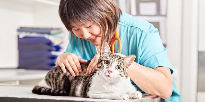 medico veterinario examinando a gato cristales estruvita en la orina