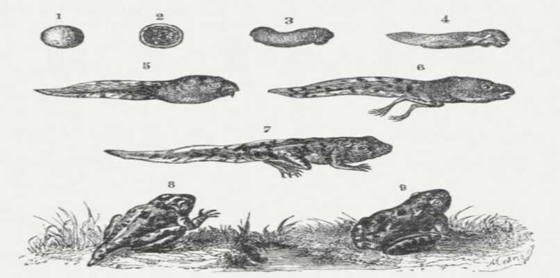 proceso ilustrado de metamorfosis en una rana
