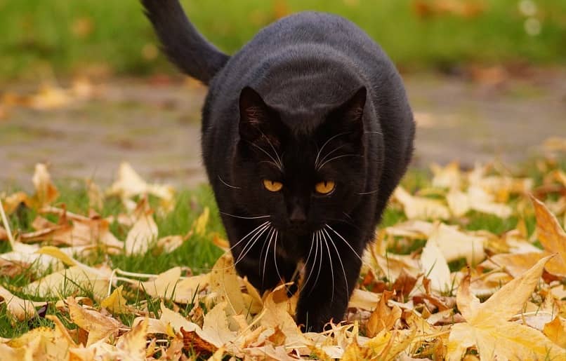 gato caminando sobre hojas