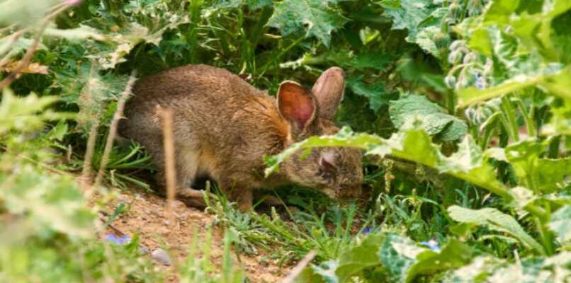 enfermedad virulenta que afecta a los conejos