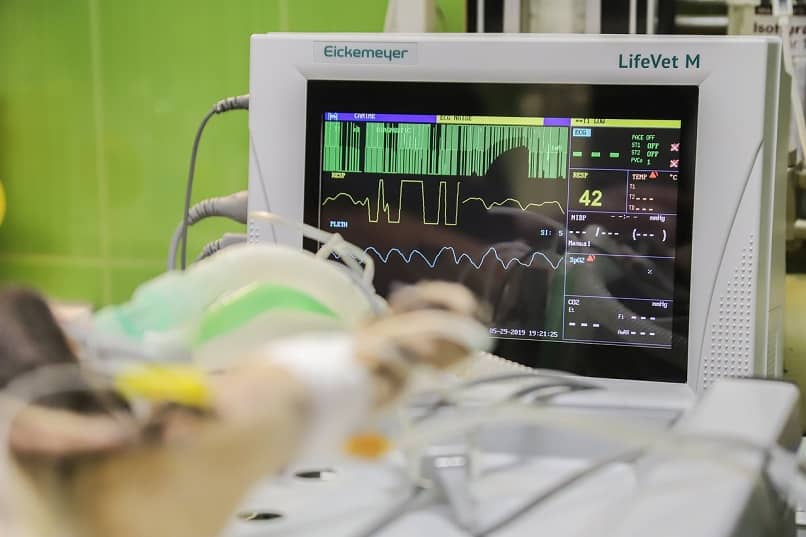 vista de monitor para medir variables de salud de perro en hospital
