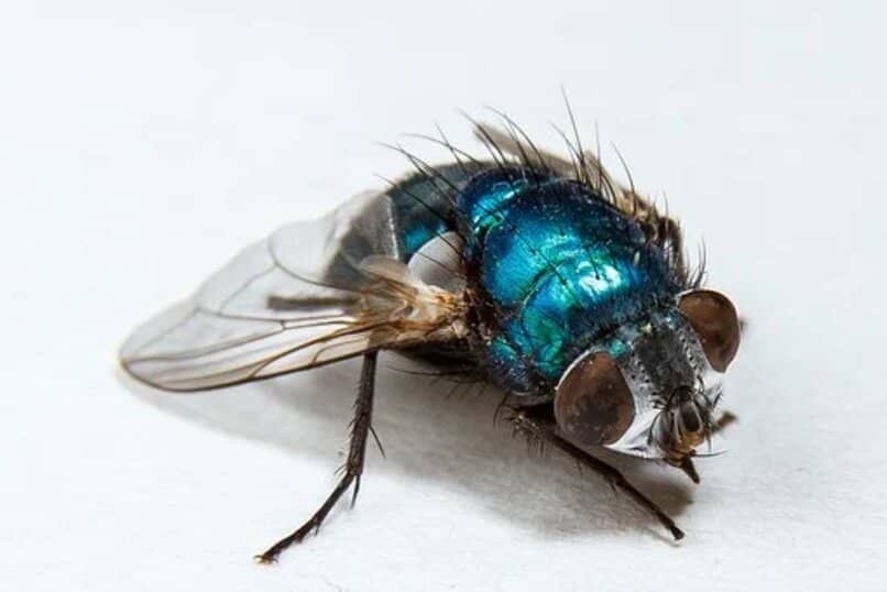 mosca o moscarda azul