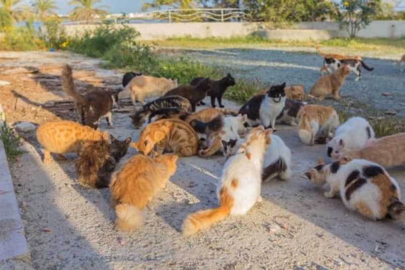 muchos gatos callejeros