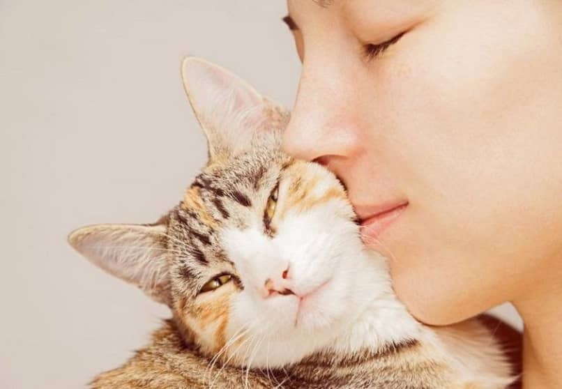curar sarna en gatos
