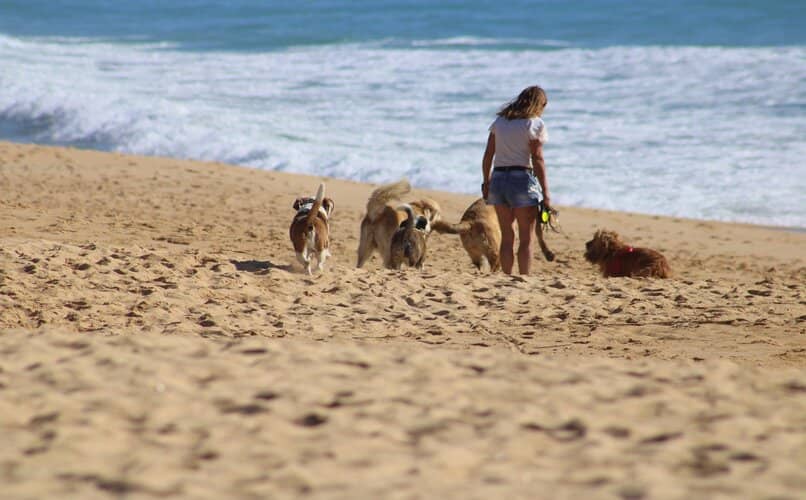 mujer paseando con perros en la playa