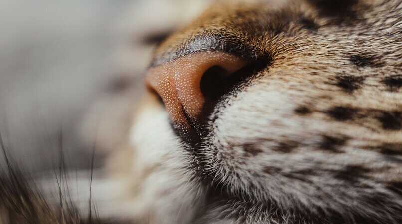 nariz de un gato