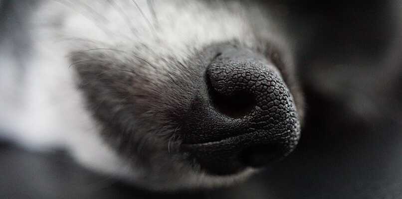 detalle de nariz de perro