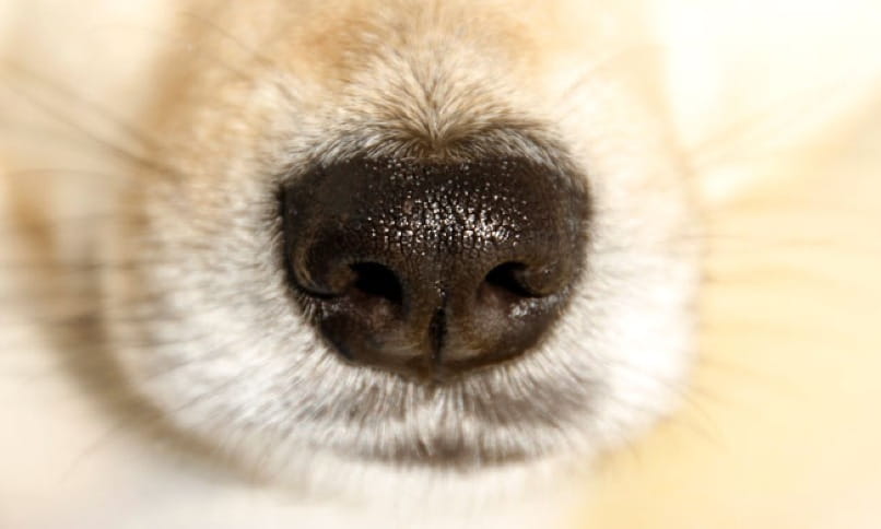 joven perro con nariz seca