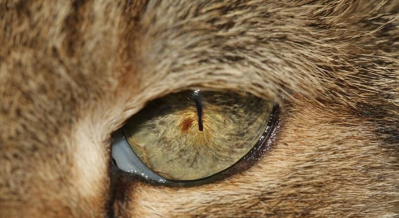 tratamientos para enfermedad en los ojos de gatos