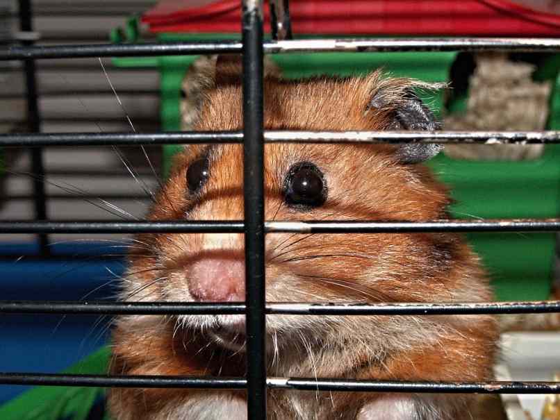 jaula casa hamster 