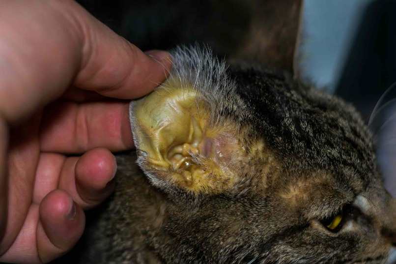 oreja amarillenta en gato con problemas hepaticos