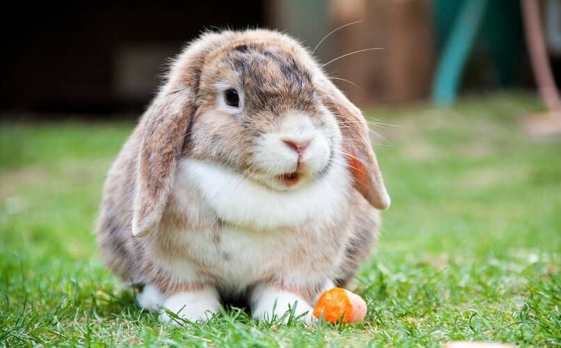 conejo comiendo zanahoria