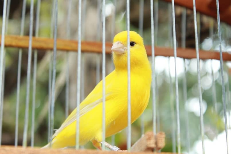 ave de color amarillo en jaula