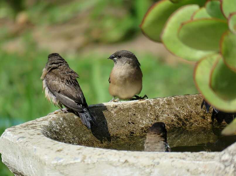 aves en nido