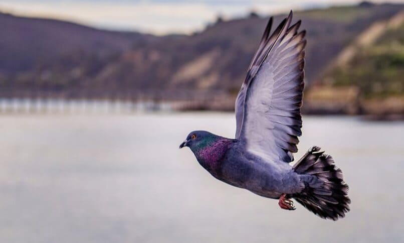 paloma volando en lago