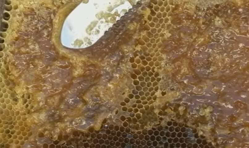panal de miel cuchara