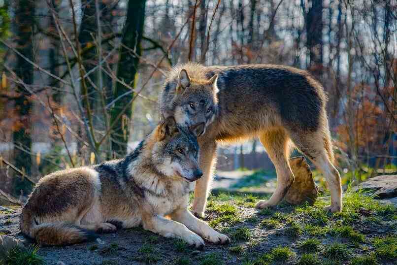 dos lobos bosque
