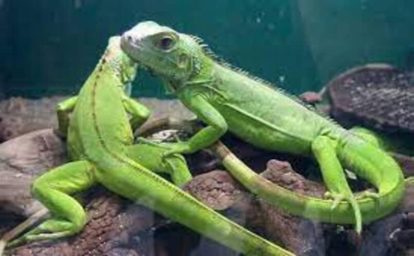 pareja iguanas cautiverio