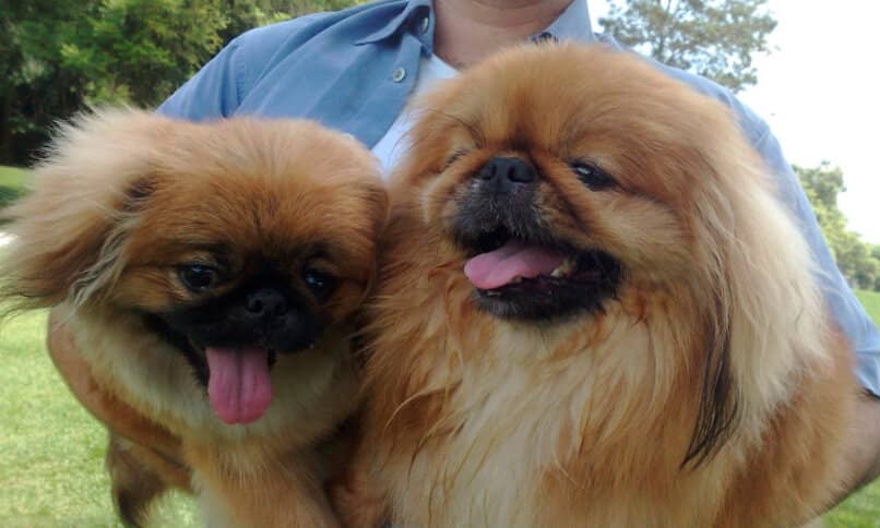 pareja perros pequines en el parque