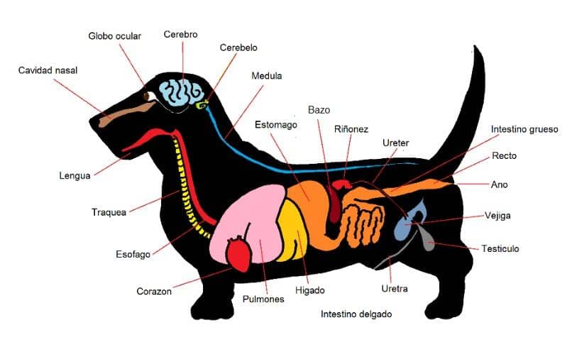 sistema digestivo del perro