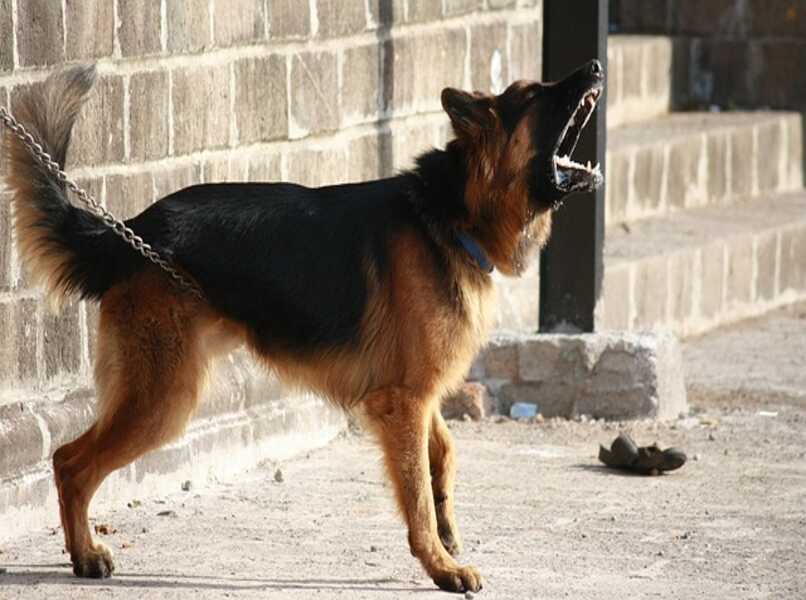 perro pastor aleman