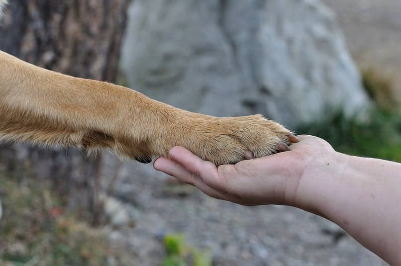 patas de perro y manos de humano