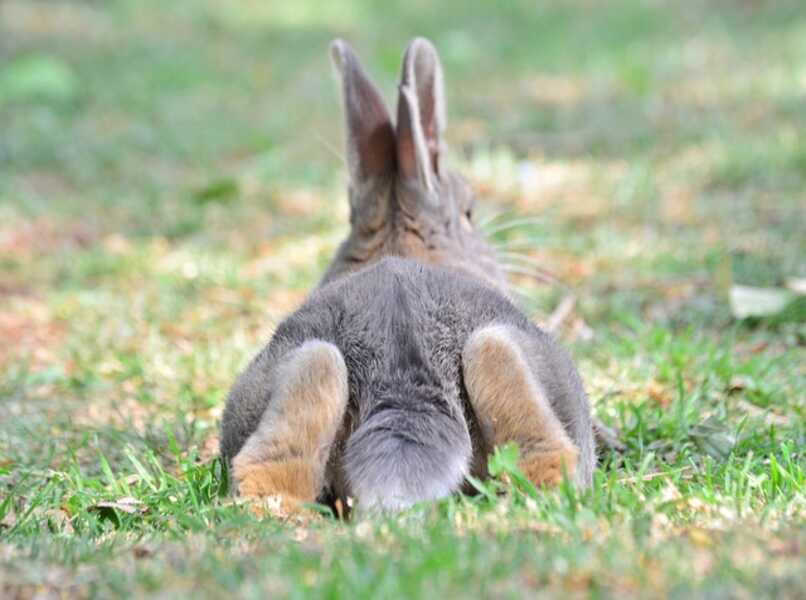 conejo acostado patas traseras