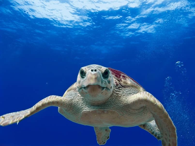 el estres provoca neumonia en la tortuga