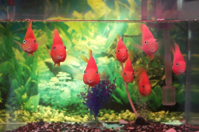 peces en un acuario