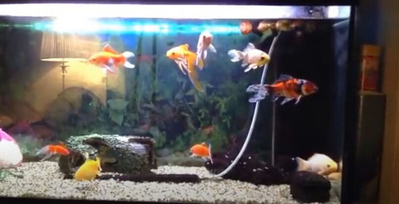 acuario iluminado para que duerman los peces