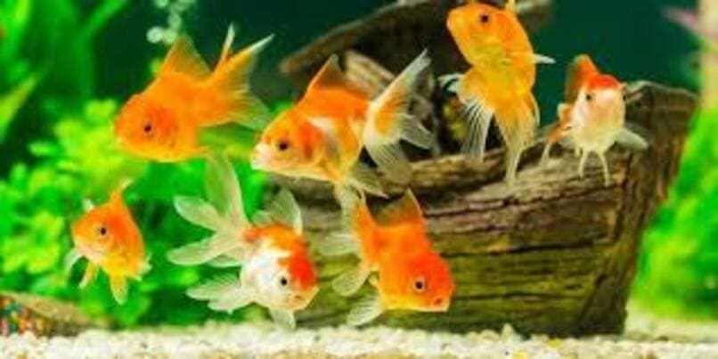 peces dorados acuario 