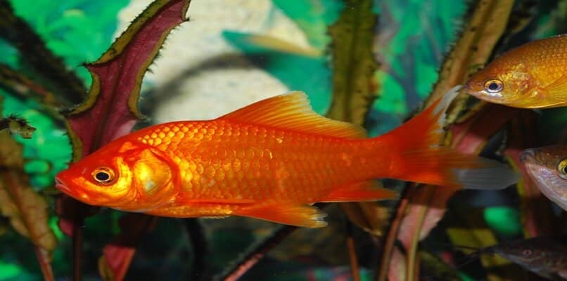 goldfish en pecera