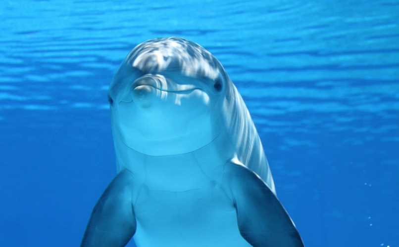 delfin posando para la foto