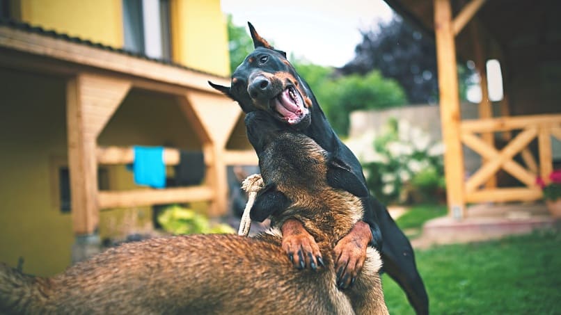 es importante intervenir de la forma adecuada en una pelea de perros