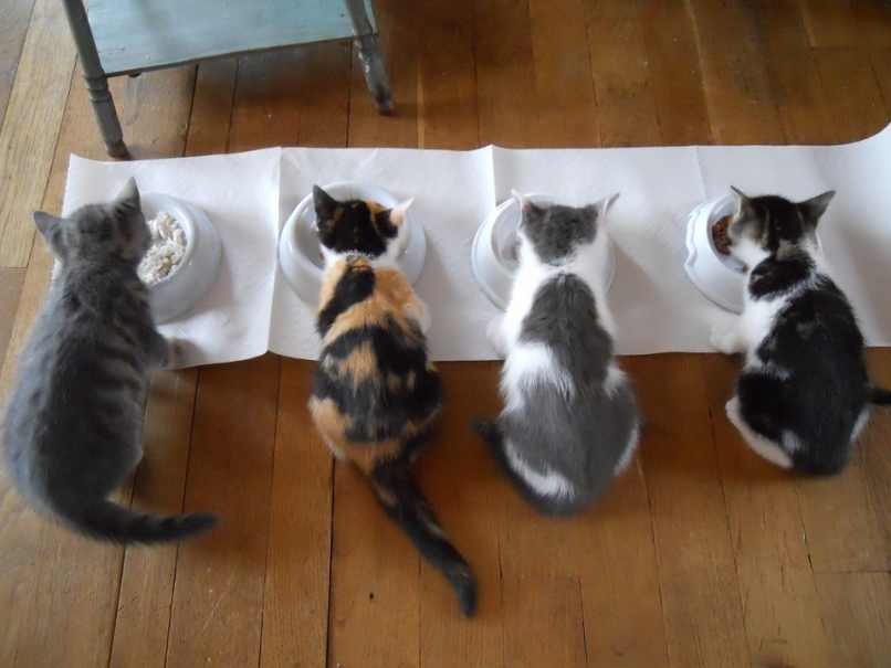 cuatro gatos bebes platos comidas