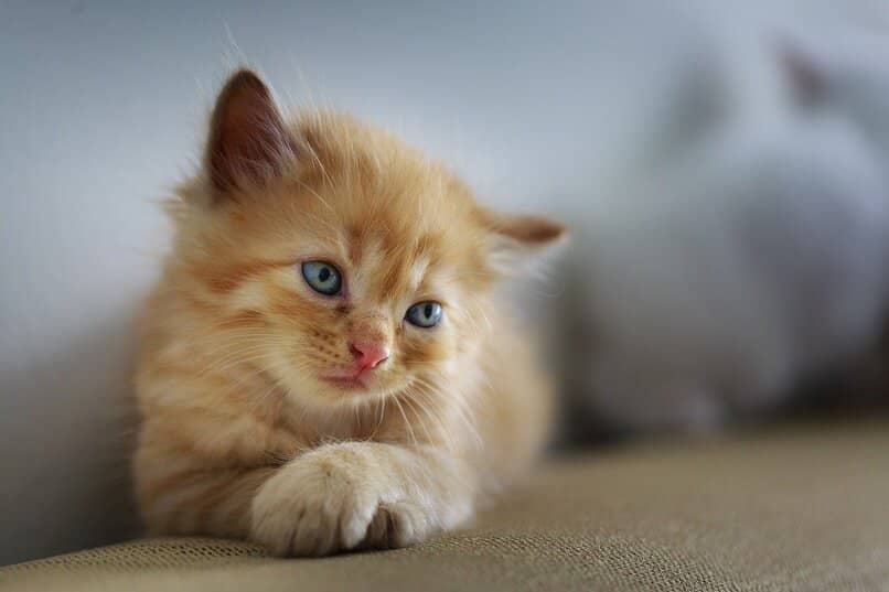 pequeno gato amarillo