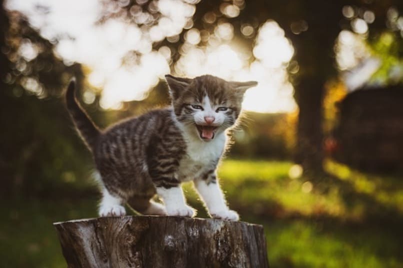 pequeno gato maullando sobre tronco