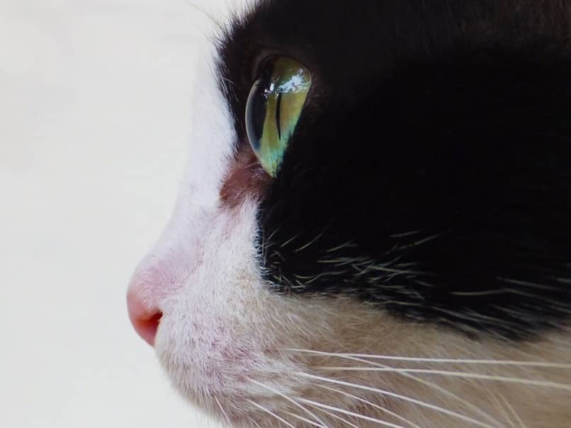 un gato puede detectar olores a largas distancias