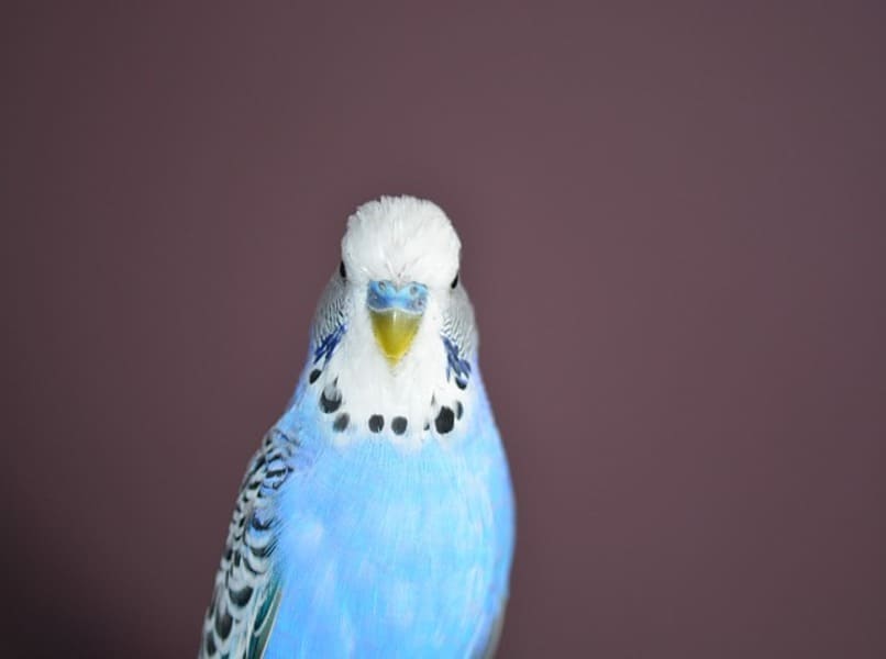 periquito papillero azul